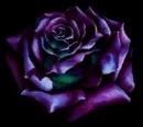 Violet Rose