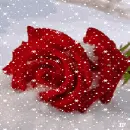 rose in snow