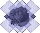 Rose Of Purple