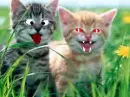 funny cats