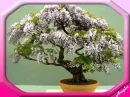 bonsai