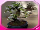 bonsai2