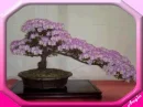 bonsai3