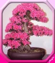 bonsai4