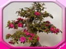 bonsai5