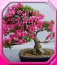 bonsai6
