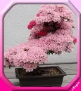 bonsai7