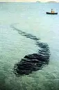 sea serpant