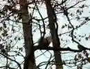 chupa in a tree