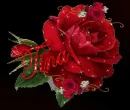 TINA WITH RED ROSE