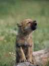 my wolf
