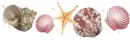 Seashells