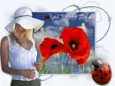 red poppy field