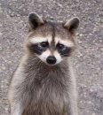 Raccoon