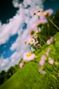Marguerite flowers