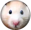 Hamster