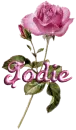 pink rose jodie