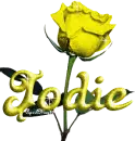 yellow rose jodie