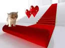 Cat & Red Carpet