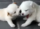 Dogs