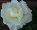 WHITE ROSE 