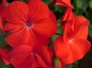 RED FLOERS