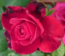 RED ROSE