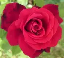 RED ROSE