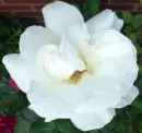 WHITE ROSE 