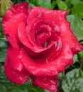WET ROSE 