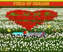 FIELD OF DREAMS