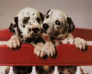 pups
