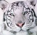 white tiger
