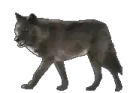 walk