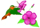 Humming birds