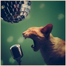 rouk cat
