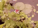 Pink lily 