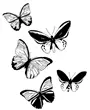 butterfly - motyl