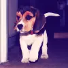 cute dog