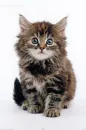 kitty