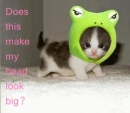 cute kitten
