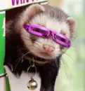 Ferret