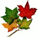 LEAVES