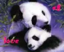 Cute panda