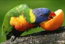 Parrot.