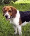 Dogs 