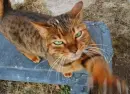 Mad kitten