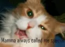oscer the not so bright kitty