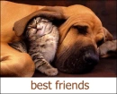 kitten sleeps with dog