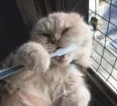 i brush my teff!